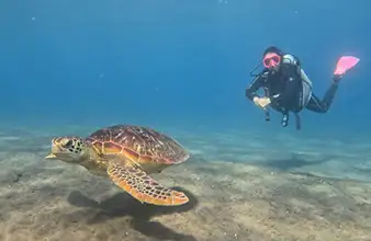 House reef right in front of La Tortue Diving Center